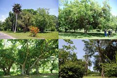 53 Cuba - Cienfuegos - Jardin Botanico - Telescope tree, Santa Rita tree next to a Coccothrinax Palm, a Bodhi tree, and a Mimosa tree.jpg